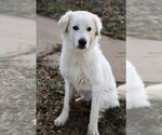 Small #3 Great Pyrenees