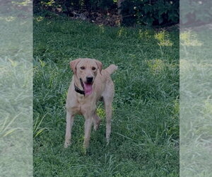 Labrador Retriever-Unknown Mix Dogs for adoption in Foristell, MO, USA