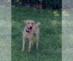 Small Labrador Retriever Mix