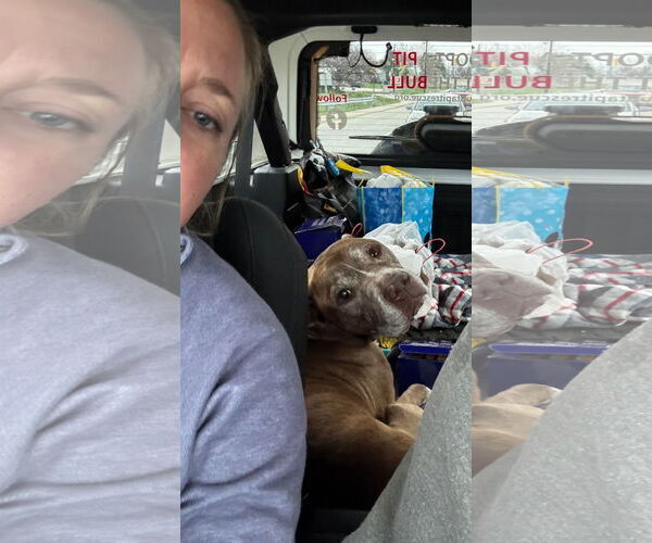 Medium Photo #9 American Pit Bull Terrier-Unknown Mix Puppy For Sale in Germantown, OH, USA