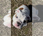 Puppy Gracie English Bulldog