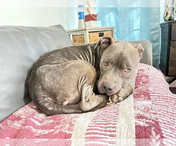 Medium Photo #3 Mutt Puppy For Sale in Gulfport, MI, USA