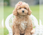 Small Photo #30 Maltipoo (Miniature) Puppy For Sale in WARSAW, IN, USA