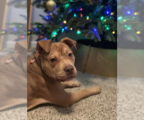 Medium Photo #1 Mutt Puppy For Sale in Springdale, PA, USA