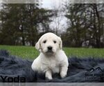 Small Photo #43 Goldendoodle Puppy For Sale in COLONIAL HEIGHTS, TN, USA
