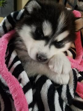 Medium Photo #1 Siberian Husky Puppy For Sale in OTTAWA, OH, USA
