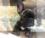 Small Photo #10 French Bulldog Puppy For Sale in BUCHANAN DAM, TX, USA