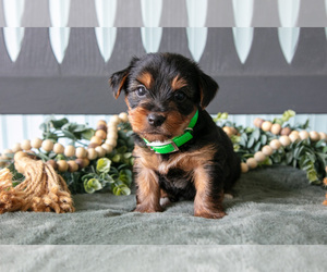 Medium Yorkshire Terrier