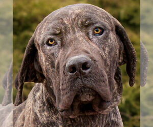 Bullmastiff Dogs for adoption in Albuquerque, NM, USA