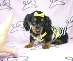 Small Photo #9 Dachshund Puppy For Sale in LAS VEGAS, NV, USA