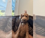 Small #25 Goldendoodle