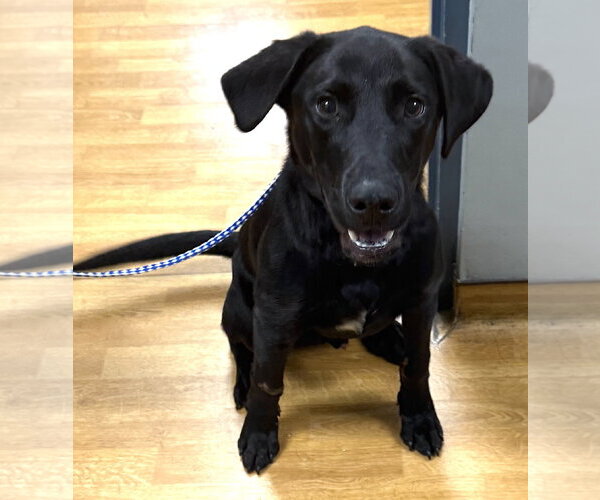 Medium Photo #4 Mutt Puppy For Sale in Mount Airy, NC, USA