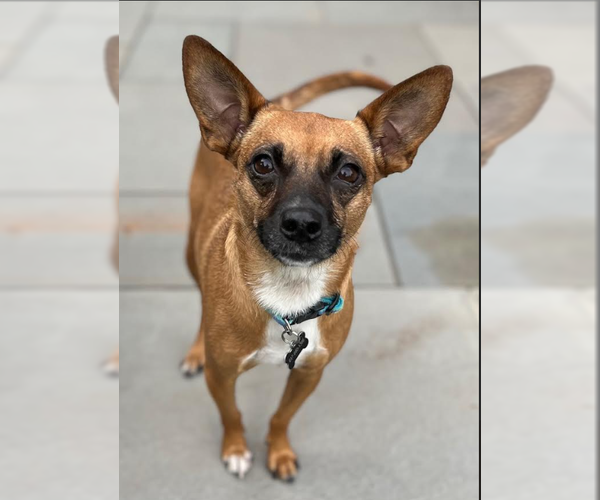Medium Photo #1 Chihuahua-Unknown Mix Puppy For Sale in Cranston, RI, USA