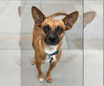 Small Chihuahua Mix