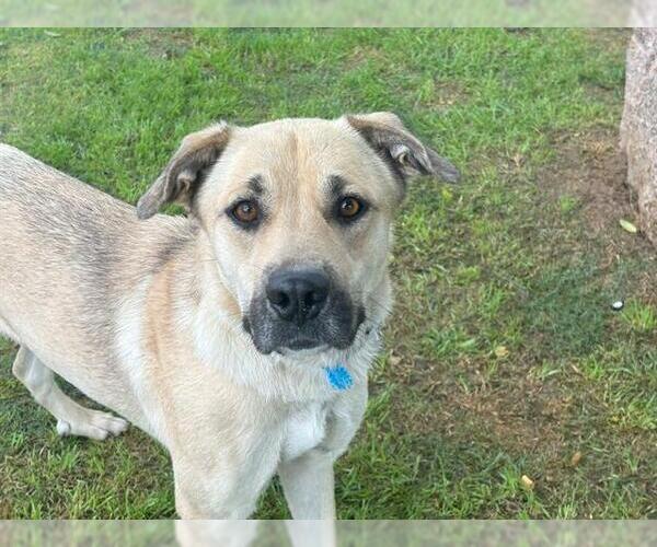 Medium Photo #1 Black Mouth Cur-Unknown Mix Puppy For Sale in Waco, TX, USA