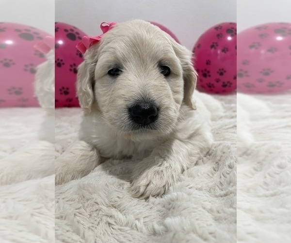Medium Photo #5 Goldendoodle Puppy For Sale in NORTH HIGHLANDS, CA, USA
