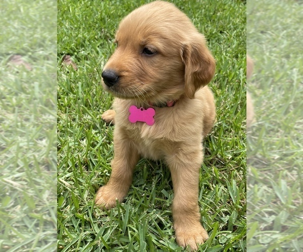 Medium Photo #3 Golden Retriever Puppy For Sale in LOUISBURG, NC, USA