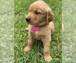 Small Photo #3 Golden Retriever Puppy For Sale in LOUISBURG, NC, USA