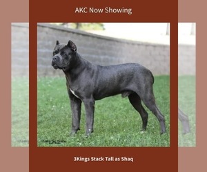 Father of the Cane Corso puppies born on 12/24/2025