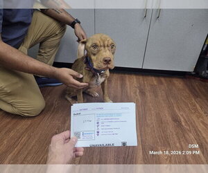 Mutt Dogs for adoption in Orlando, FL, USA