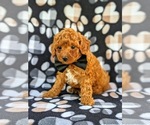 Small #1 Poodle (Miniature)