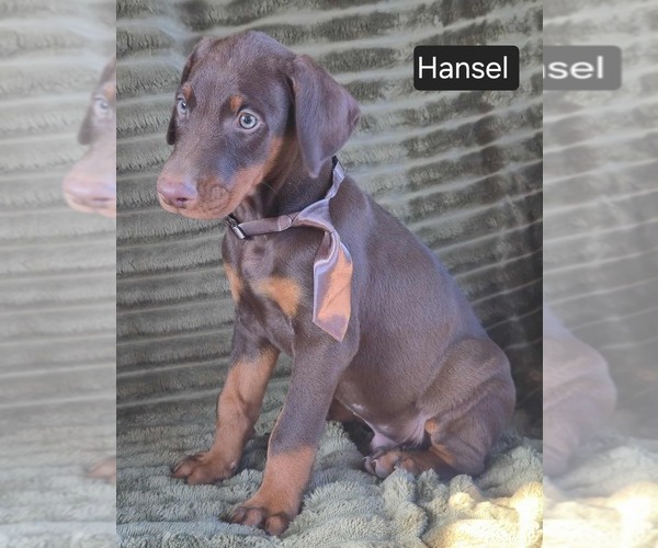 Medium Photo #4 Doberman Pinscher Puppy For Sale in POMEROY, OH, USA