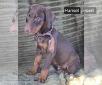 Small #3 Doberman Pinscher