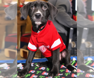 Mutt Dogs for adoption in Clarkston, MI, USA