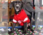 Arlo - Male Mutt Dog for Adoption - Small photo
