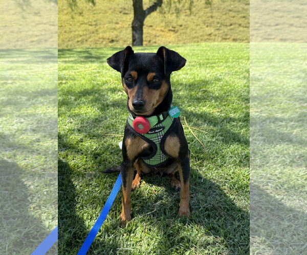 Medium Photo #2 Miniature Pinscher Puppy For Sale in Lake Elsinore, CA, USA