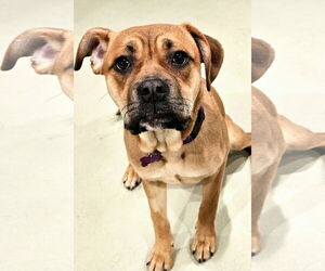 Bull-Boxer Dogs for adoption in Chicago, IL, USA