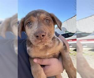 Labrador Retriever-Unknown Mix Dogs for adoption in Houston, TX, USA