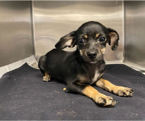 Medium Photo #1 Chihuahua-Unknown Mix Puppy For Sale in San Antonio, TX, USA