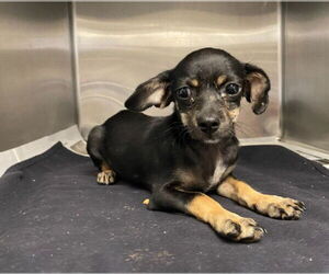 Chihuahua-Unknown Mix Dogs for adoption in San Antonio, TX, USA