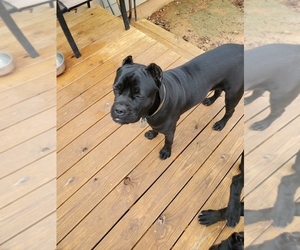 Mother of the Cane Corso puppies born on 09/21/2022