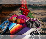 Small #2 Chihuahua