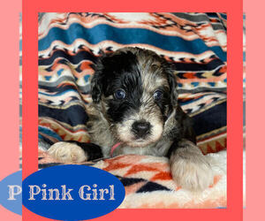 Aussiedoodle Miniature  Puppy for Sale in ANDERSON, South Carolina USA