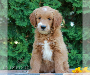 Goldendoodle Puppy for sale in LITITZ, PA, USA
