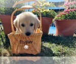 Puppy Buster Golden Retriever