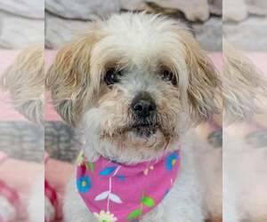 Shih Tzu-Unknown Mix Dogs for adoption in Kennesaw, GA, USA