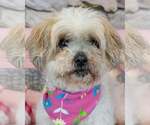 Small Shih Tzu Mix