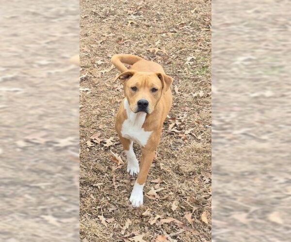 Medium Photo #2 Mutt Puppy For Sale in Harrison, AR, USA