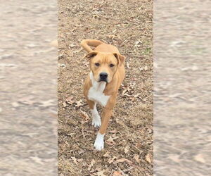 Jack - Male Mutt Dog for Adoption - Photo #2