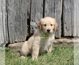 Golden Retriever Puppy for sale in APPLE CREEK, OH, USA