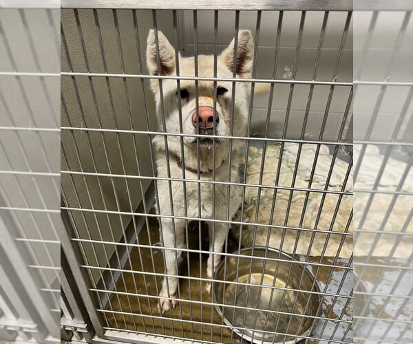 Medium Photo #3 Siberian Husky Puppy For Sale in Pierceton , IN, USA