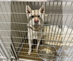 Small Photo #3 Siberian Husky Puppy For Sale in Pierceton , IN, USA
