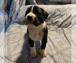 Puppy 1 Boxer