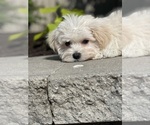 Small #3 Havanese
