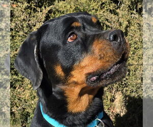 Rottweiler Dogs for adoption in Albuquerque, NM, USA