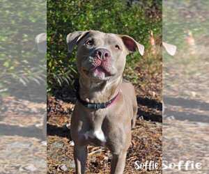 Sophie - Female American Staffordshire Terrier-Unknown Mix Dog for Adoption - Photo #9